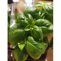 Herbs- Basil (1 live plant)