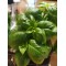 Herbs- Basil (1 live plant)