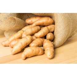 Russian Fingerling Potatoes
